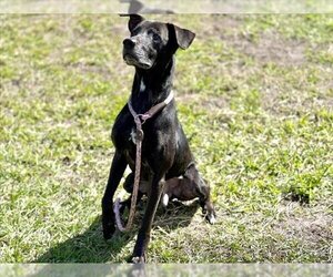 Labrador Retriever-Unknown Mix Dogs for adoption in Vero Beach, FL, USA