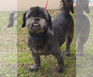 Shih Tzu Dogs for adoption in Alexander, AR, USA