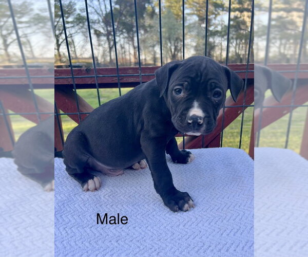 Medium Photo #10 American Pit Bull Terrier-American Staffordshire Terrier Mix Puppy For Sale in Brewster, NY, USA
