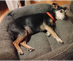 Small #1 Chihuahua Mix