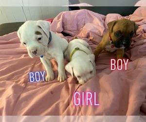 Boxer Puppy for sale in BROOKSVILLE, FL, USA