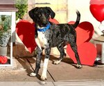 Small Photo #1 Catahoula Leopard Dog-Great Dane Mix Puppy For Sale in West Valley, UT, USA