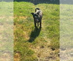 Small #10 Labrador Retriever Mix