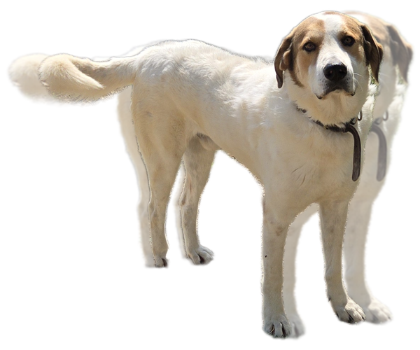 Medium Photo #2 Great Pyrenees-Unknown Mix Puppy For Sale in Maquoketa, IA, USA