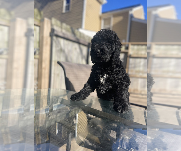Medium Photo #4 Doodle-Labradoodle Mix Puppy For Sale in SOUTH AMBOY, NJ, USA