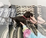 Small Photo #2 German Shorthaired Pointer Puppy For Sale in RIVERSIDE, CA, USA