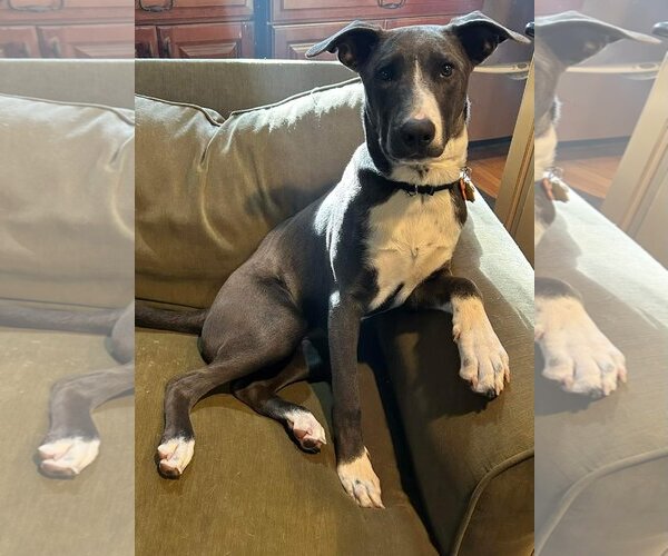 Medium Photo #19 American Pit Bull Terrier-Unknown Mix Puppy For Sale in Rockaway, NJ, USA