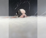 Small Photo #74 Boston Terrier Puppy For Sale in TULARE, CA, USA