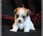 Small Photo #2 Morkie Puppy For Sale in ROCK VALLEY, IA, USA