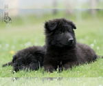 Small Photo #8 German Shepherd Dog Puppy For Sale in PALERMO, CA, USA