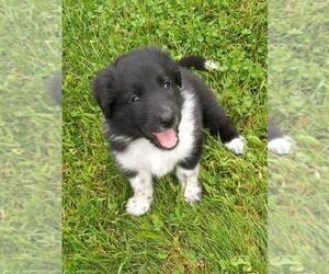 Border Collie-Mutt Mix Puppy for sale in SHILOH, OH, USA