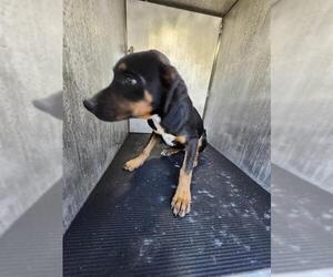 Labrador Retriever-Unknown Mix Dogs for adoption in San Antonio, TX, USA