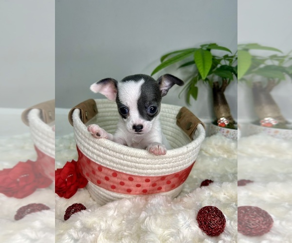 Medium Photo #1 Chihuahua Puppy For Sale in WINSTON SALEM, NC, USA