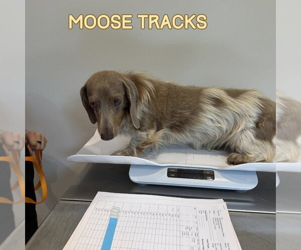 Medium Photo #4 Dachshund Puppy For Sale in San Antonio, TX, USA