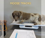Small #3 Dachshund