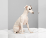 Small #3 Italian Greyhound