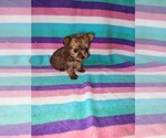 Small #13 Yorkshire Terrier