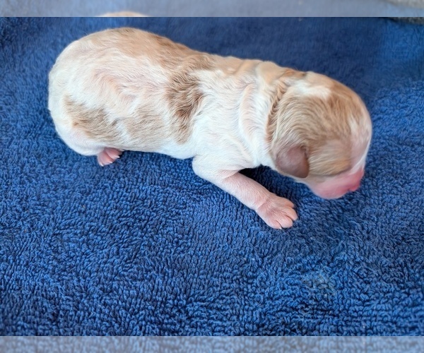 Medium Photo #2 Poodle (Miniature) Puppy For Sale in ELLICOTT CITY, MD, USA