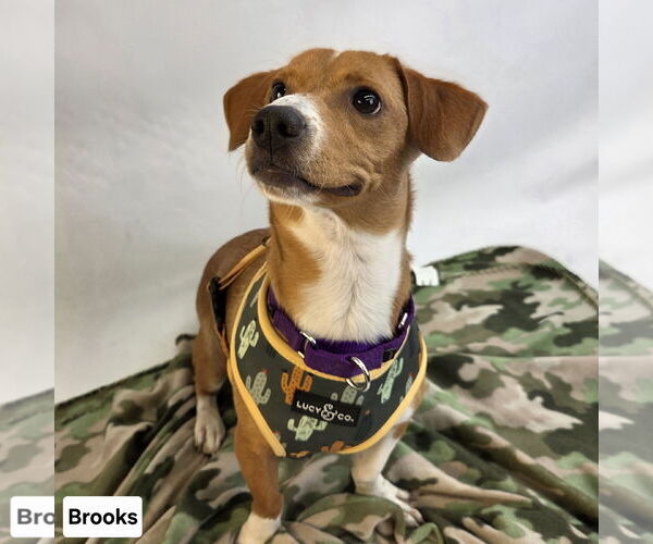 Medium Photo #6 Jack-A-Bee Puppy For Sale in Princeton, MN, USA