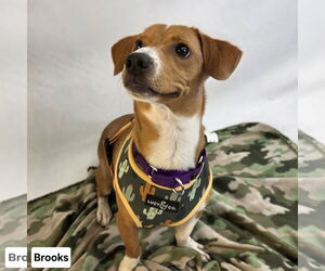 Brooks - Male Jack-A-Bee Dog for Adoption - Photo #6