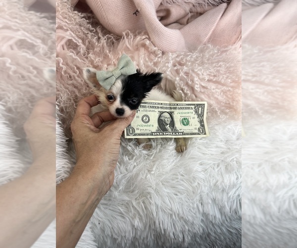 Medium Photo #19 Chihuahua Puppy For Sale in AVONDALE ESTATES, GA, USA