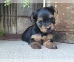 Small Photo #29 Yorkshire Terrier Puppy For Sale in MANES, MO, USA