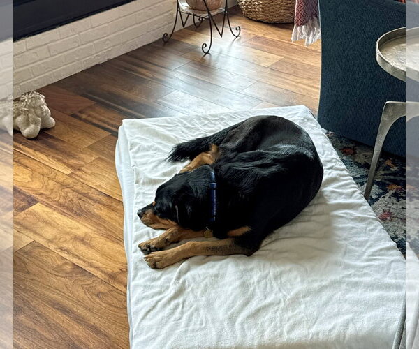 Medium Photo #4 Mutt Puppy For Sale in White Hall, AR, USA