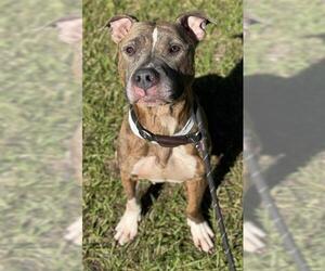 American Staffordshire Terrier Dogs for adoption in Fort Lauderdale, FL, USA