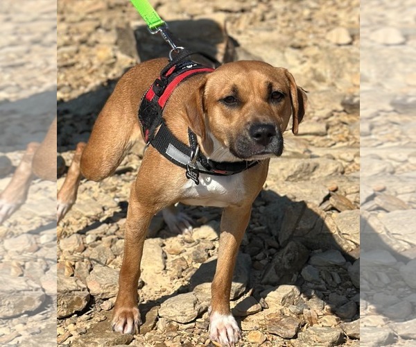 Medium Photo #3 Mutt Puppy For Sale in Westwood, NJ, USA