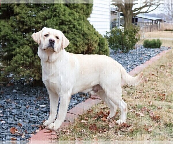 Medium Photo #1 Labrador Retriever Puppy For Sale in SYRACUSE, IN, USA