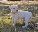 Puppy Puppy 9 American Bulldog