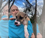Small #8 American Pit Bull Terrier Mix