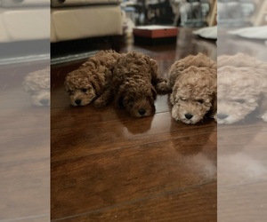 Poodle (Miniature) Puppy for sale in BALTIMORE, MD, USA