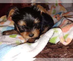 Yorkshire Terrier Puppy for sale in LE ROY, KS, USA