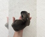 Small Photo #13 Akita Puppy For Sale in STRAFFORD, MO, USA