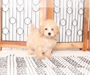 Poochon Puppy for sale in NAPLES, FL, USA