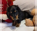 Puppy Puppy 3 Dachshund