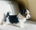 Small Photo #4 Biewer Terrier Puppy For Sale in CHULA VISTA, CA, USA