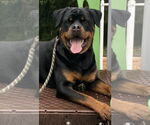Small #4 Rottweiler