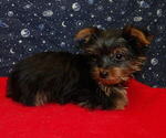 Puppy Jack Yorkshire Terrier