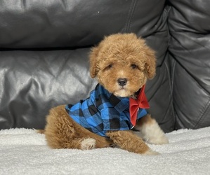 Cavapoo Puppy for sale in CAMPBELLSVILLE, KY, USA
