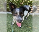 Kona - Female Chihuahua-Unknown Mix Dog for Adoption - Small photo