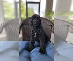 Small Labradoodle