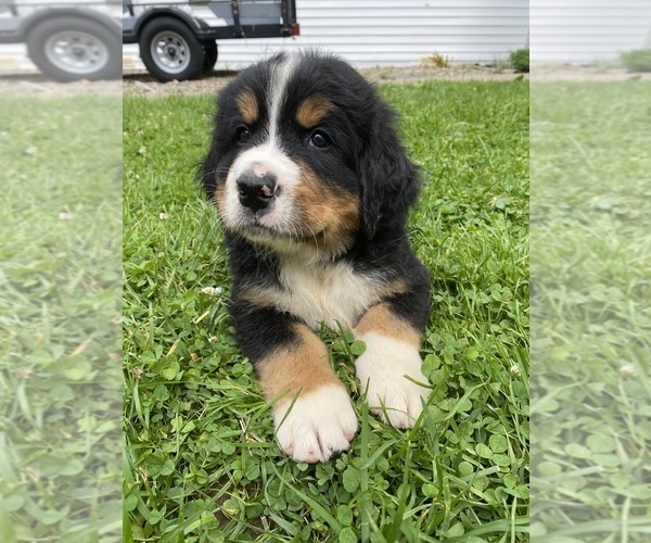 Medium Photo #13 Bernese Mountain Dog Puppy For Sale in BRIDGEPORT, WV, USA