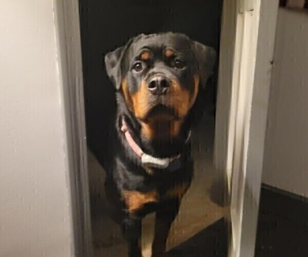 Medium Photo #1 Rottweiler Puppy For Sale in CANDIA, NH, USA