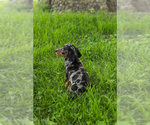 Small #2 Dachshund