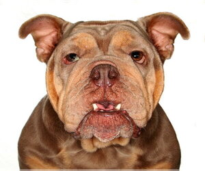 French Bulldog-Unknown Mix Dogs for adoption in Oakland Park, FL, USA