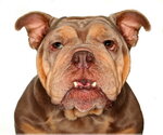 Small French Bulldog Mix