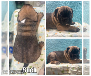 American Bully Puppy for sale in FREDERICK, MD, USA