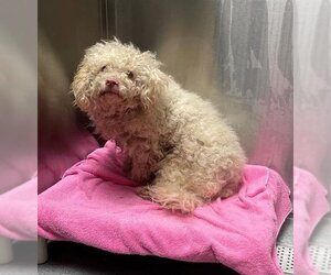 Maltipoo Dogs for adoption in Orange, CA, USA